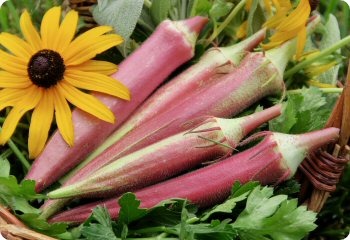 Okra 'Okinawa Pink'