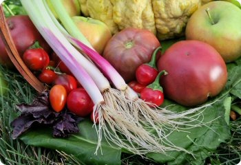 Onion 'Red Beard Bunching'