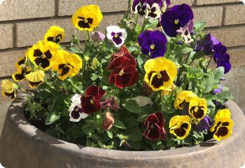 Pansy 'Swiss Giants'