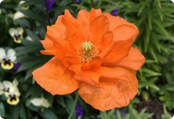 Papaver atlanticum 'Flore Pleno'