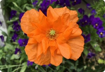 Papaver atlanticum 'Flore Pleno'