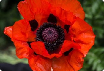 Papaver orientale 'Beauty of Livermere'