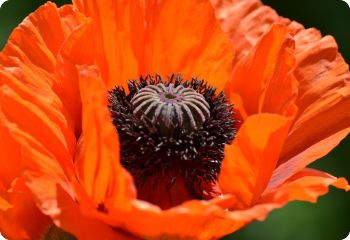 Papaver orientale 'Brilliant'