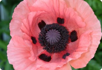 Papaver orientale 'Princess Victoria Louise'