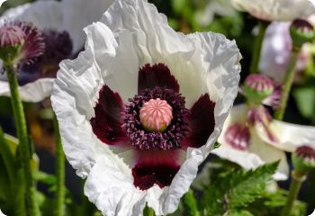 Papaver orientale 'Royal Wedding'