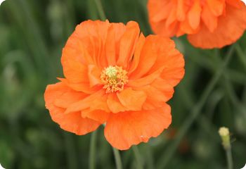 Papaver rupifragum 'Double Tangerine Gem'