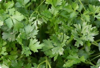 parsley giant of italy