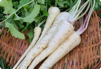 Parsnip 'Hollow Crown'