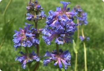 Penstemon attenuatus