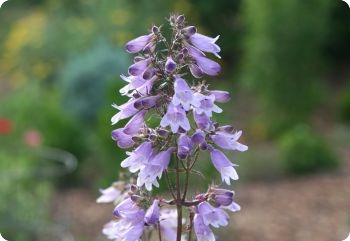 Penstemon calycosus