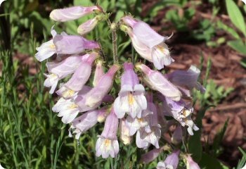 Penstemon canescens