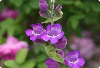 penstemon cobaea