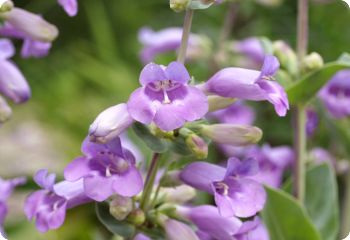 penstemon grandiflorus