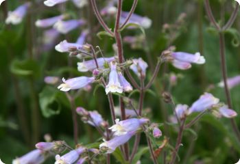 penstemon hirsutus