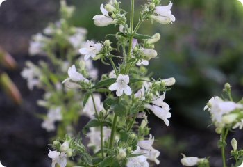 Penstemon laevigatus