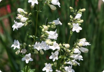 penstemon tubaeflorus