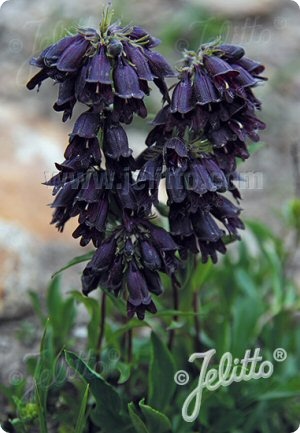 Penstemon whippleanus Chocolate Drop