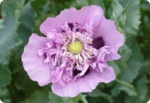 Lavender peony poppy