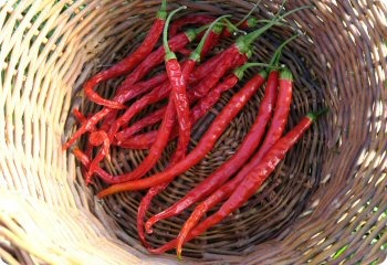 Pepper 'Cayenne Long Red Slim'