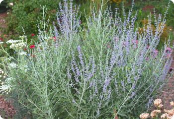 perovskia atriplicifolia