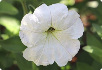 Petunia axillaris 'Rainmaster'
