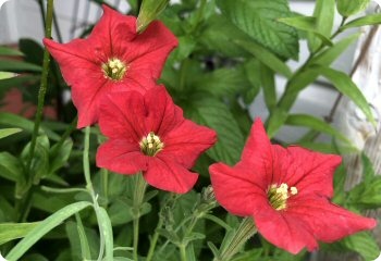 Petunia exserta