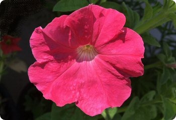 Petunia 'Fire Chief'