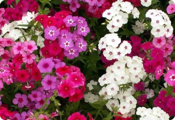 Phlox drummondii Mix