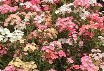 Phlox drummondiii 'Pastel Mix'