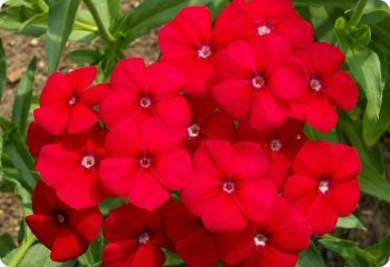 Phlox drummondii Red