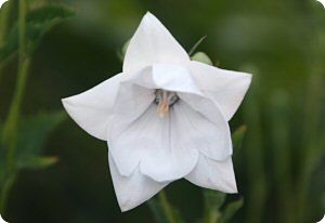 Platycodon grandiflorus 'Hakone White'