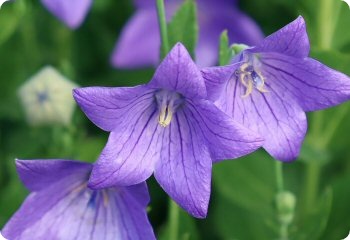 Platycodon grandiflorus Mariesii