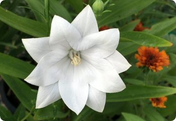 platycodon hakone white