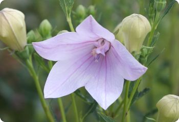 platycodon mother of pearl