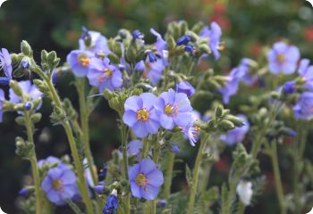 Polemonium boreale 'Heavenly Habit'