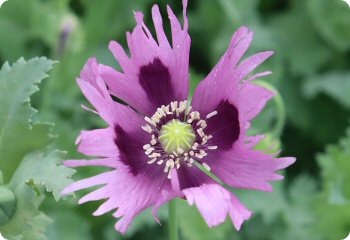 Papaver somniferum Afghan Mix Reselected