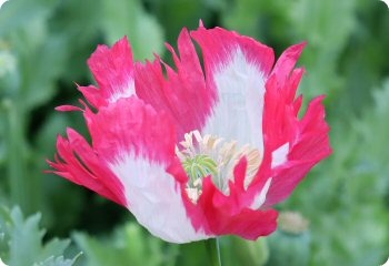 Poppy 'Pink Amphora'
