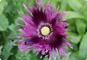 poppy white fringed