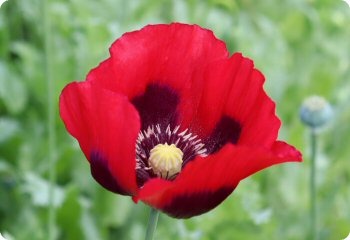 Poppy 'Amphora'