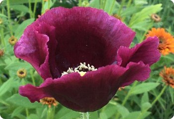 Poppy 'After Midnight'
