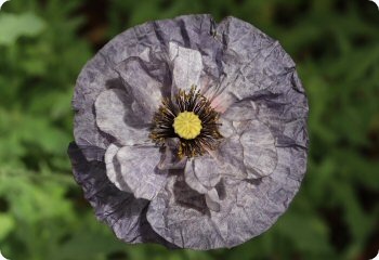 Poppy 'Amazing Grey'
