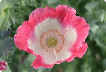 Papaver somniferum Amphora