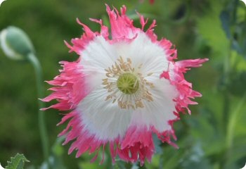 Poppy 'Pink Amphora'