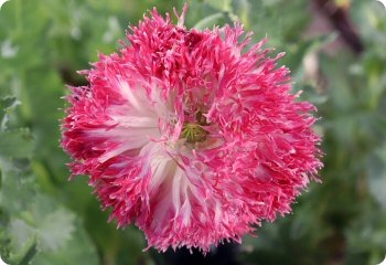 Poppy 'Amphora'