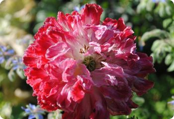 poppy antique shades