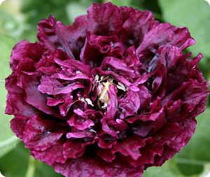 Poppy 'Black Peony'