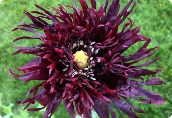 Poppy 'Black Swan'