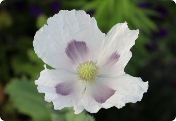 Poppy 'Blue Moon'