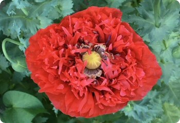 Poppy 'Chima Family Heirloom'