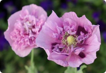 Poppy 'Double Purple'